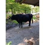Wildpark_2c_17.jpg